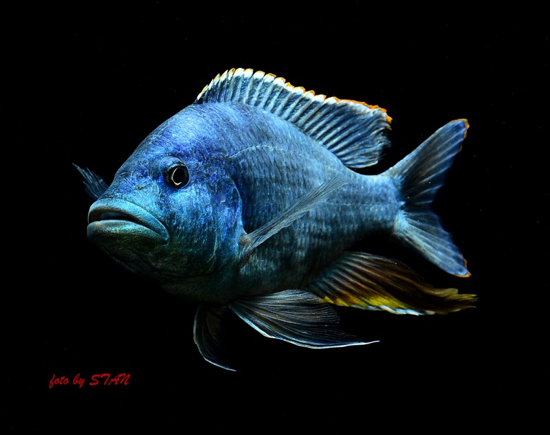 Nimbochromis livingstonii